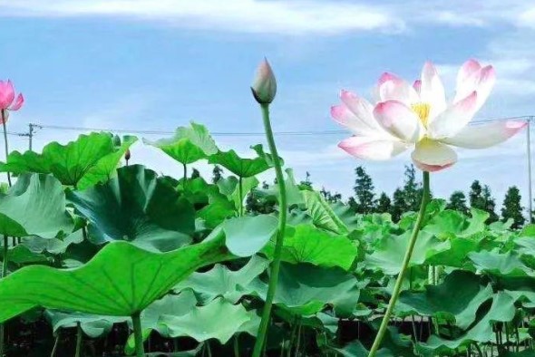 武汉沙湖公园有荷花吗