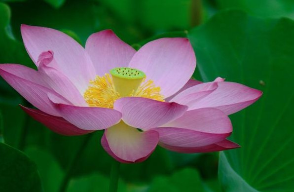 武汉沙湖公园有荷花吗