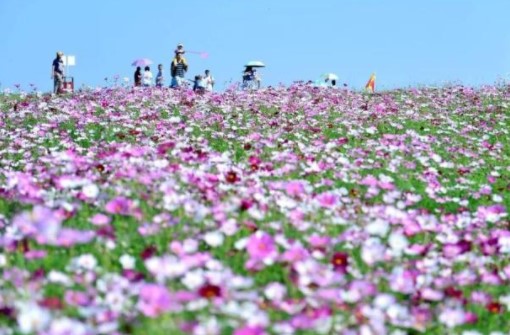 武汉哪里有格桑花花海