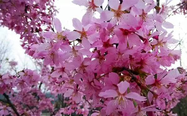 武汉5月有什么花看