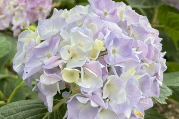 武汉绣球花几月开花