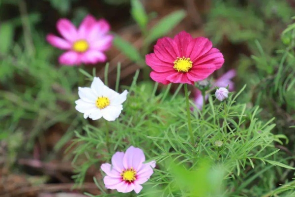 武汉波斯菊花海在哪里