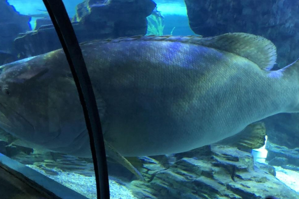 东湖海洋世界旅游攻略